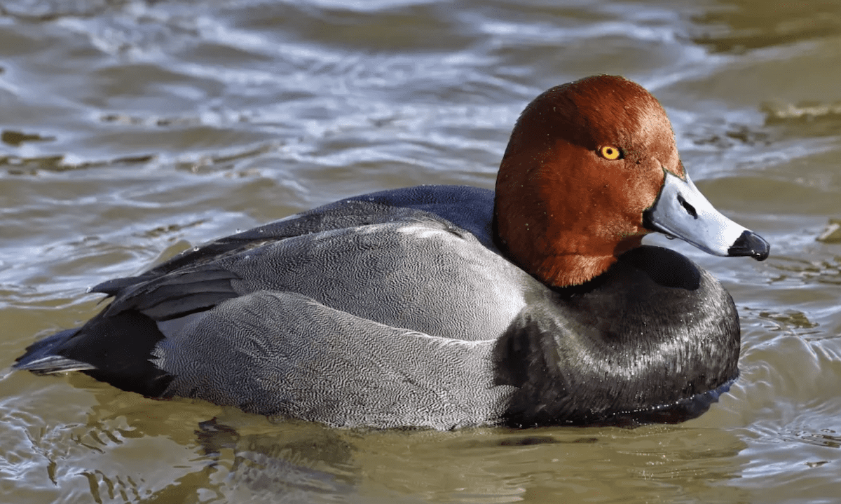 Michigan’s weird winter ducks and how to spot them